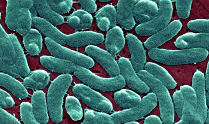 Viêm mô tế bào Vibrios là bệnh nhiễm trùng huyết cấp tính do vi khuẩn Vibrio vulnificus gây ra (Ảnh minh họa: CNN)