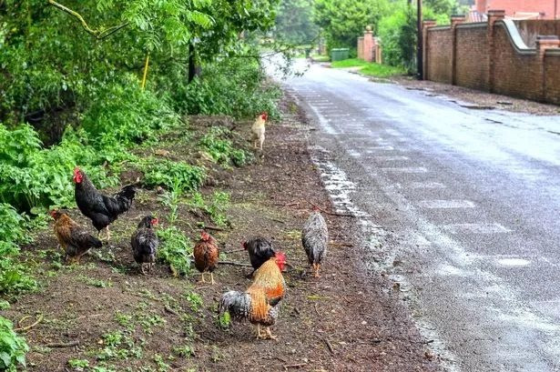 0-flock-of-100-feral-chickens-making-residents-life-hell-in-leafy-village20240529025212.jpg