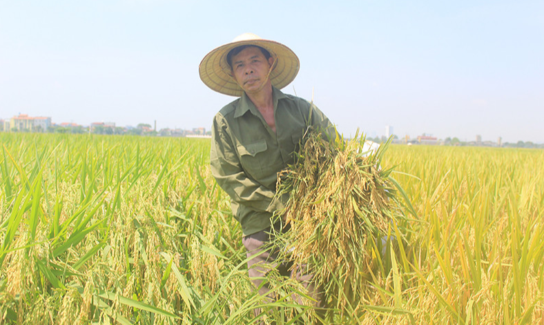 Giá lúa gạo hôm nay 31/5/2024: giá lúa giảm mạnh. Ảnh minh họa.