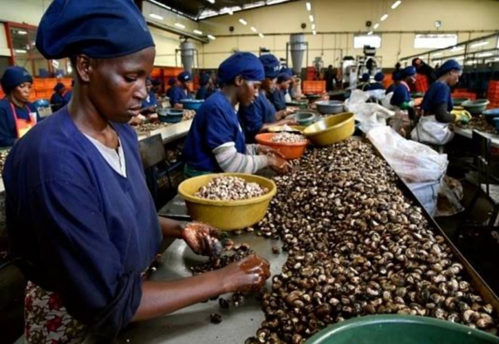 Đối tác châu Phi 'lật kèo' đòi tăng giá nguyên liệu, doanh nghiệp điều Việt Nam lao đao