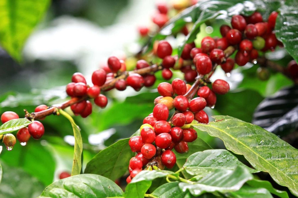 Giá cà phê hôm nay 2/6: Robusta tăng 600 USD, trong nước thêm đến 15.000 đồng/kg