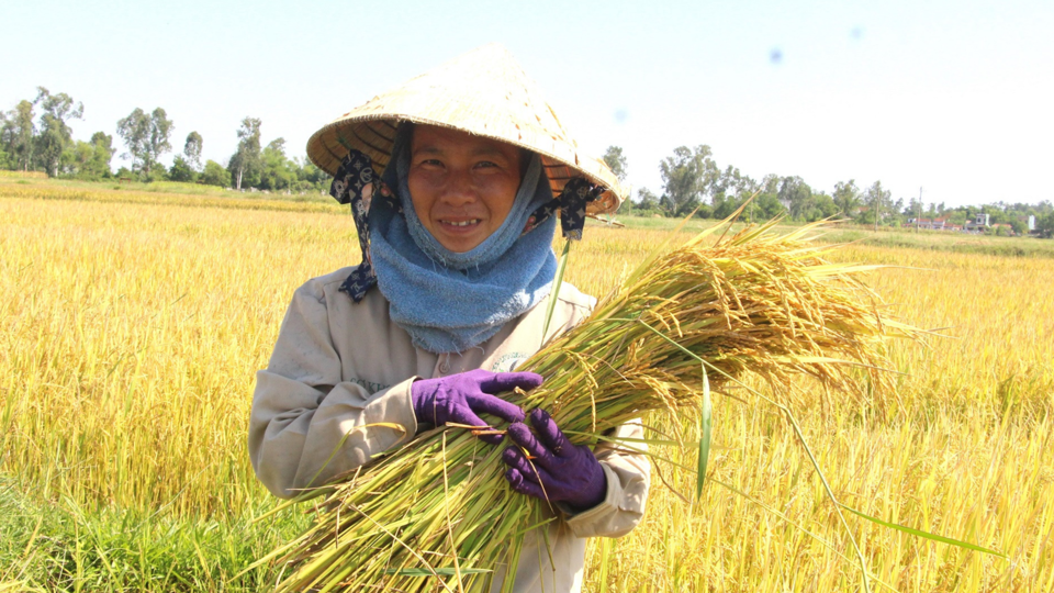 Giá lúa gạo hôm nay 2/6/2024: giá gạo giảm, giá lúa chững. Ảnh minh họa.