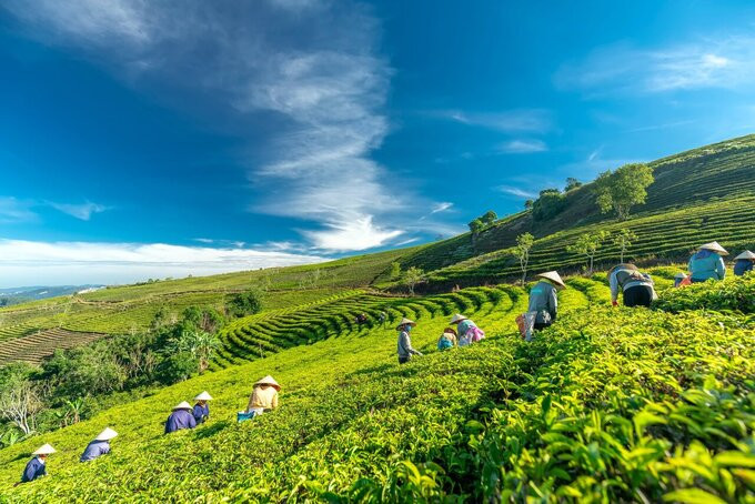 Đồi chè Gia Nghĩa hay còn gọi là đồi chè Tà Đùng, là một điểm du lịch hấp dẫn, nổi tiếng với những đồi chè xanh mướt trải dài, tạo nên một bức tranh thiên nhiên tuyệt đẹp. Ảnh: caudat