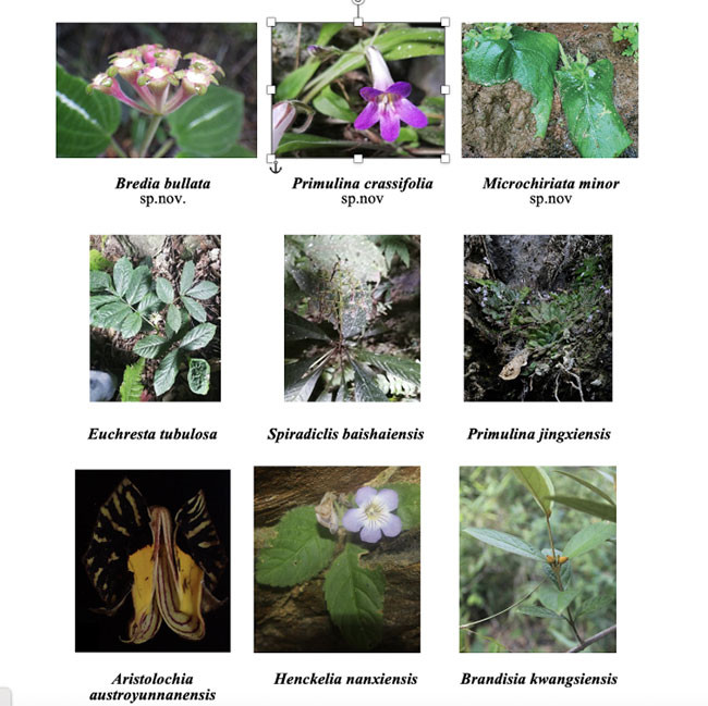 Một số loài mới và loài bổ sung cho thực vật hang động Việt Nam (Ảnh: Nhóm nghiên cứu)