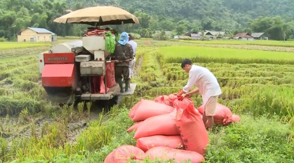 Giá lúa gạo hôm nay 5/6/2024: giá gạo tăng nhẹ. Ảnh minh họa.