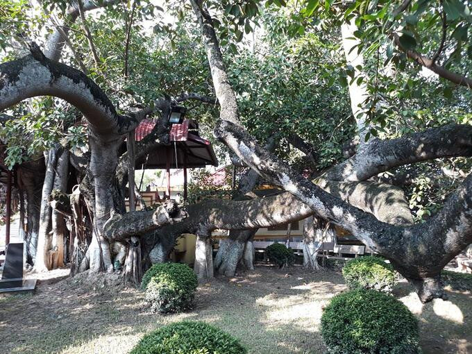 Với 13 gốc lớn nhỏ, mọc đan xen nhau một cách độc đáo, cây đa 13 gốc được vinh danh là cây đa nhiều gốc nhất và lớn nhất Việt Nam