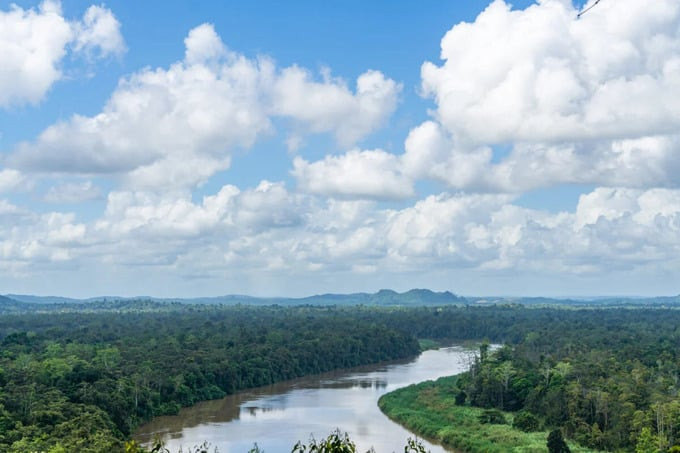 Sông Kinabatangan, một trong những con sông dài nhất Borneo, là địa điểm lý tưởng cho du khách yêu thích khám phá thiên nhiên hoang dã. Ảnh: Internet