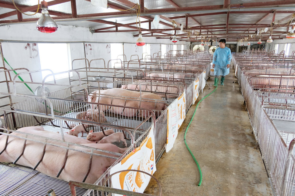 Một trang trại sản xuất lợn giống. Ảnh minh họa