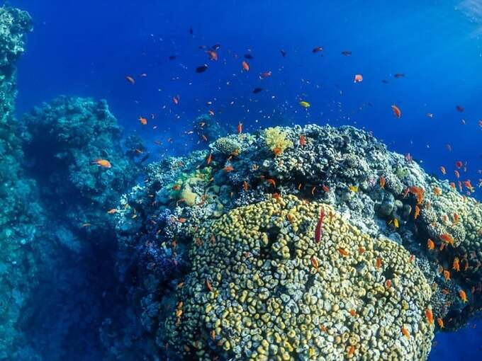 Mục đích quan trọng của chuyến đi là nâng cao nhận thức của du khách về sự suy giảm nhanh chóng và lan rộng của các rạn san hô và sinh vật biển trên toàn cầu. Ảnh: Vinpearl