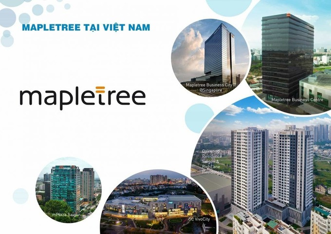 CDT-mapletree-8