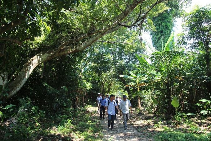 Với hơn 70% diện tích là rừng nguyên sinh, Cồn Cỏ là một trong số ít nơi tại Việt Nam còn lưu giữ hệ sinh thái rừng nhiệt đới 3 tầng gần như nguyên vẹn. Ảnh: Internet