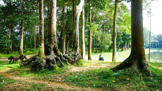 Bao quanh ao Bà Om là hàng cây cổ thụ trăm tuổi, rễ cây nổi lên trên mặt đất, tạo thành những hình thù kỳ lạ, độc đáo. Ảnh: Báo Lao Động