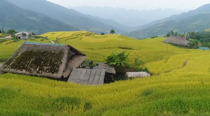 Ngôi nhà sàn mái rêu xanh nằm giữa những cánh đồng ruộng bậc thang. Ảnh: Đài Phát thanh và Truyền hình tỉnh Hà Giang