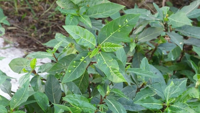 Với hàm lượng kali cao, trà lá sung được biết đến với khả năng giúp kiểm soát huyết áp cao (Ảnh: Internet)