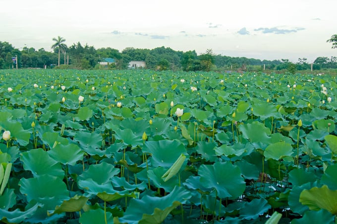 Một phần của Làng sen Mê Linh