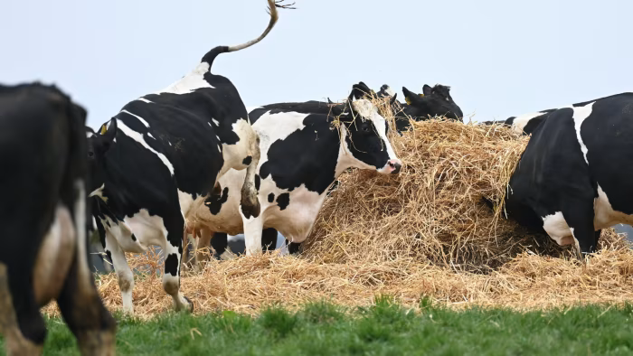 Đan Mạch bước đầu đánh thuế phát thải CO2 nông nghiệp: 100 euro/năm cho mỗi con bò!