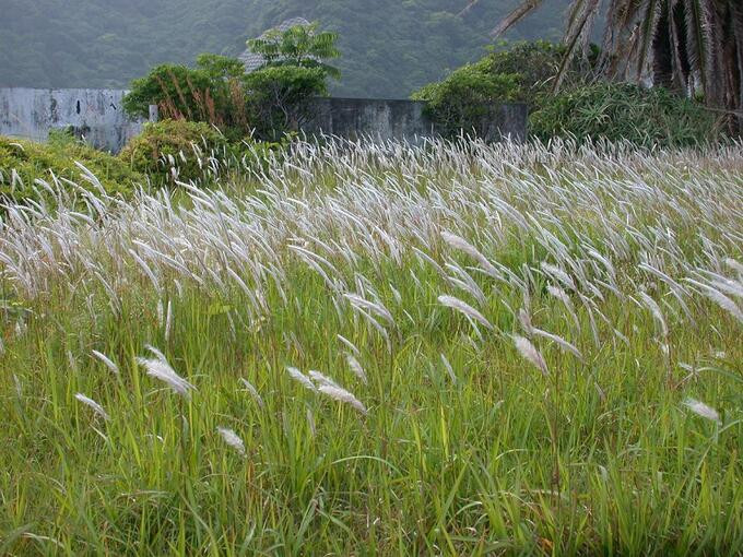 Cỏ tranh (Imperata Cylindrical beauv) là loại cỏ mọc hoang phổ biến, thường được tìm thấy ở những khu đất trống, ven đường hay bờ ruộng