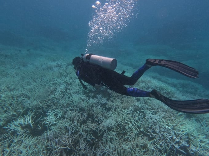 Một loạt khu vực ở biển Côn Đảo sẽ hạn chế lặn ngắm san hô. Ảnh: Vườn quốc gia Côn Đảo