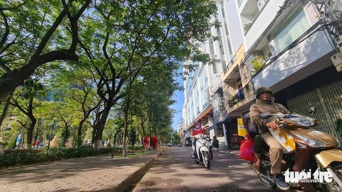 Đường Đô Đốc Bảo rợp bóng cây xanh sẽ trở thành phố đi bộ lý tưởng để người dân và du khách vui chơi, tham quan đêm tại Quy Nhơn. Ảnh: Báo Tuổi Trẻ
