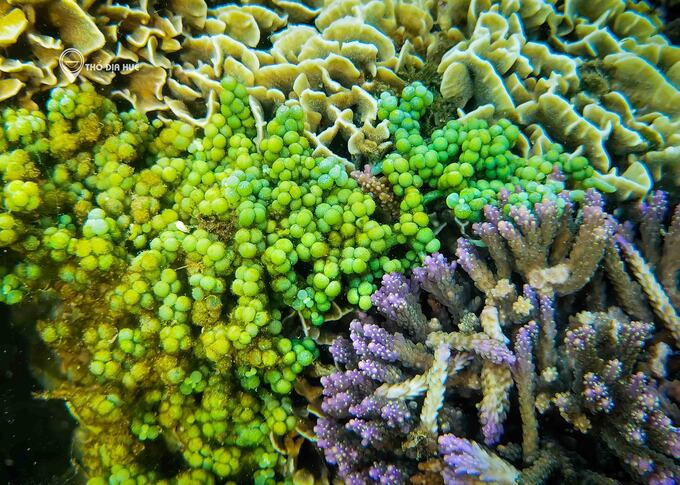 Rạn san hô rực rỡ màu sắc tại Hòn Chảo. Ảnh: Thổ địa Huế