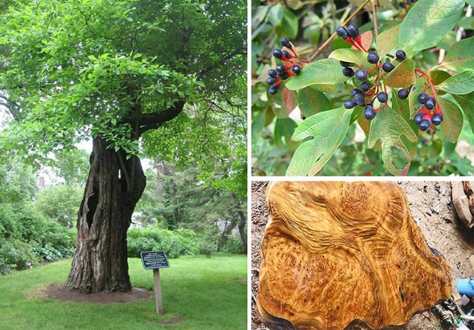 Hình ảnh cây gù hương trưởng thành, quả và gỗ gù hương. Ảnh: Internet