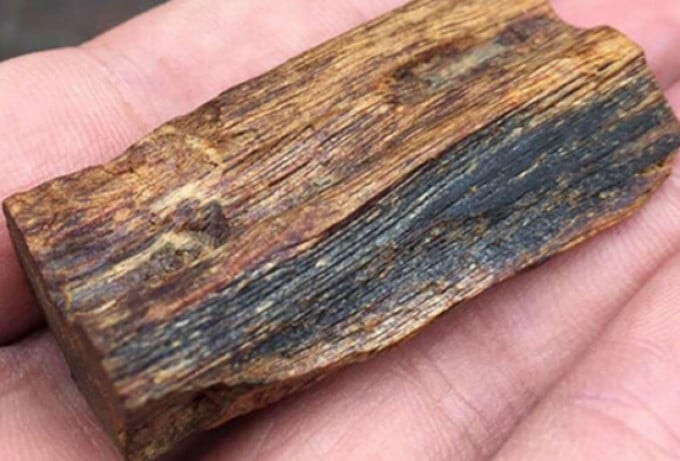 Loại gỗ cực quý hiếm ở Việt Nam, triệu cây mới tìm được một. Ảnh: Internet