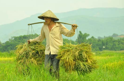 Giá lúa gạo hôm nay 1/7/2024: gạo mới đẹp sụt giảm nhẹ 100 đồng/kg. Ảnh minh họa.