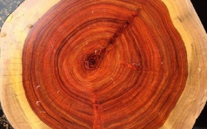 Loại gỗ này có thớ mịn, vân gỗ đẹp. Ảnh: Internet