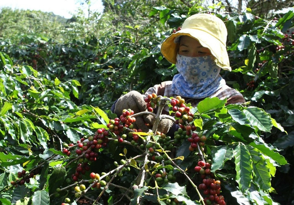 Giá cà phê hôm nay 2/7: Robusta tăng trở lại, trong nước vượt 120.000 đồng/kg