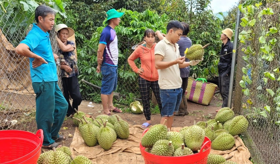 Thu hoạch sầu riêng tại huyện Krông Pắc