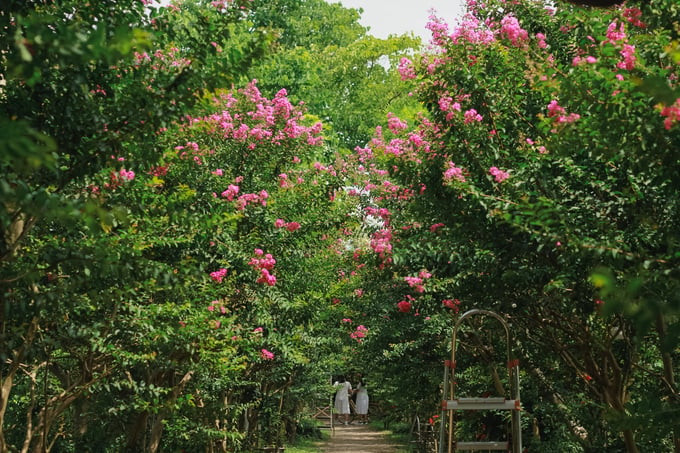 Đường hoa tường vi tại Công viên thực vật cảnh Việt Nam đang vào độ nở rộ