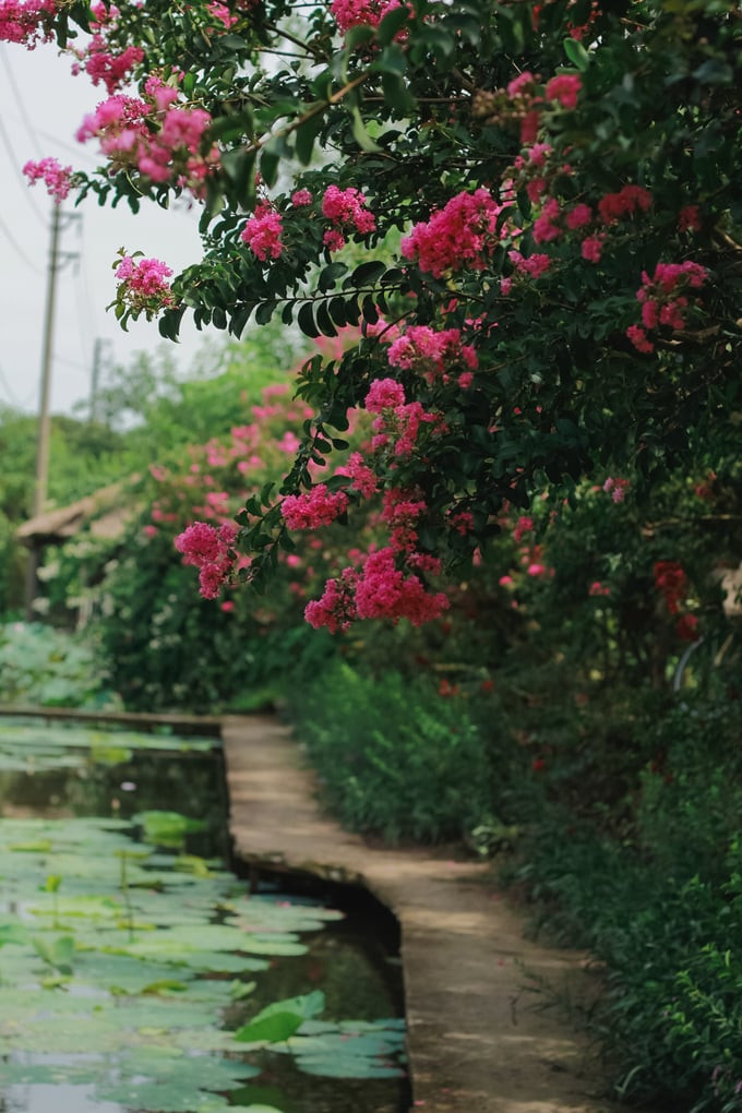 Mong muốn của ông Hùng là mỗi du khách đến với Công viên thực vật cảnh Việt Nam sẽ gieo mầm tình yêu cây xanh vào trái tim mình