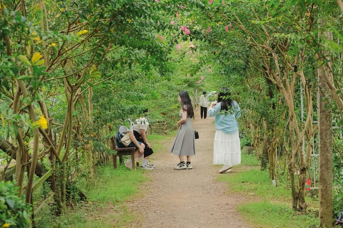 Mùa tường vi bung nở chính là thời điểm Công viên thực vật cảnh Việt Nam thu hút nhiều người đến nhất