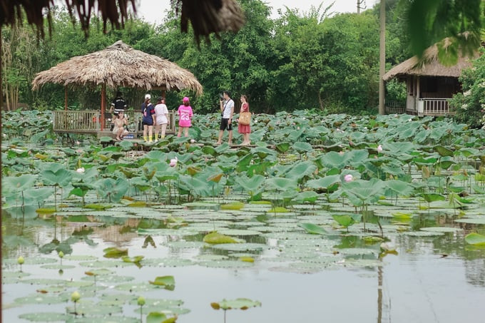 Công viên thực vật cảnh Việt Nam 2