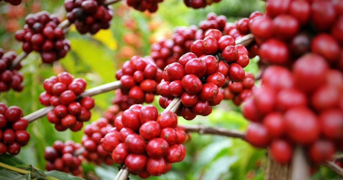 Giá cà phê hôm nay 3/7: xuất khẩu giảm mạnh đẩy Robusta tiếp tục tăng