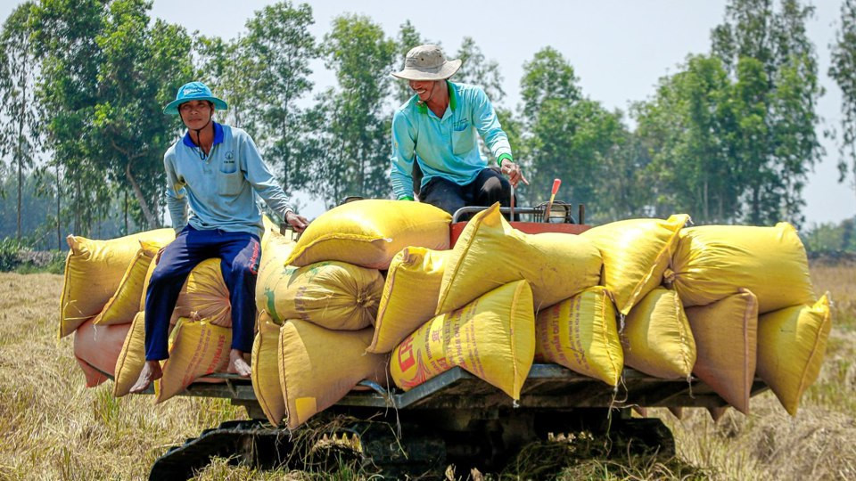 Thu hoạch lúa tại Đồng bằng sông Cửu Long. Ảnh minh họa 