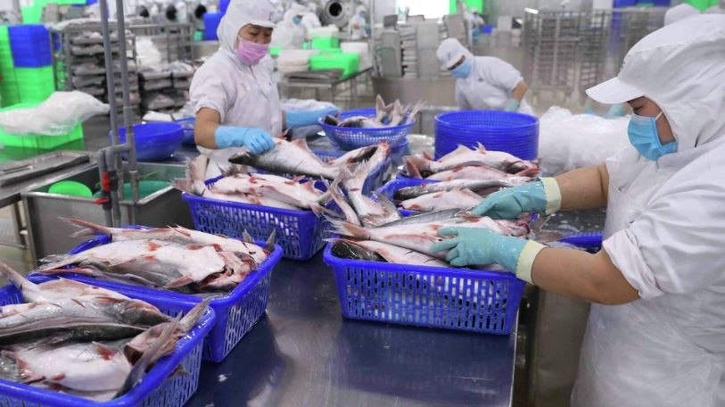 Một công ty thủy sản sắp nhân đôi vốn điều lệ, lợi nhuận quý II/2024 ước tăng 2,5 lần