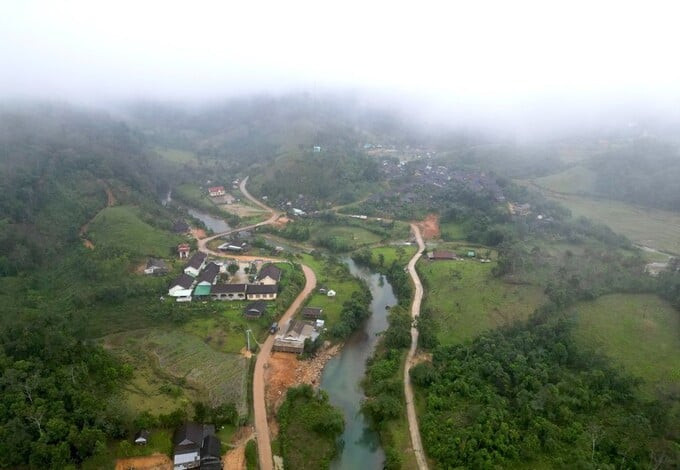 Xã An Toàn, huyện An Lão hiện đang có hơn 6.000 cây chè tiến vua, mọc ở độ cao 900m so với mực nước biển (Ảnh: Vietnamnet)