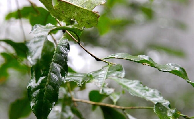 Việc phát triển vùng chè tiến vua hứa hẹn sẽ góp phần nâng cao thu nhập cho người dân địa phương, đồng thời thúc đẩy kinh tế - xã hội của huyện An Lão (Ảnh: Vietnamnet)