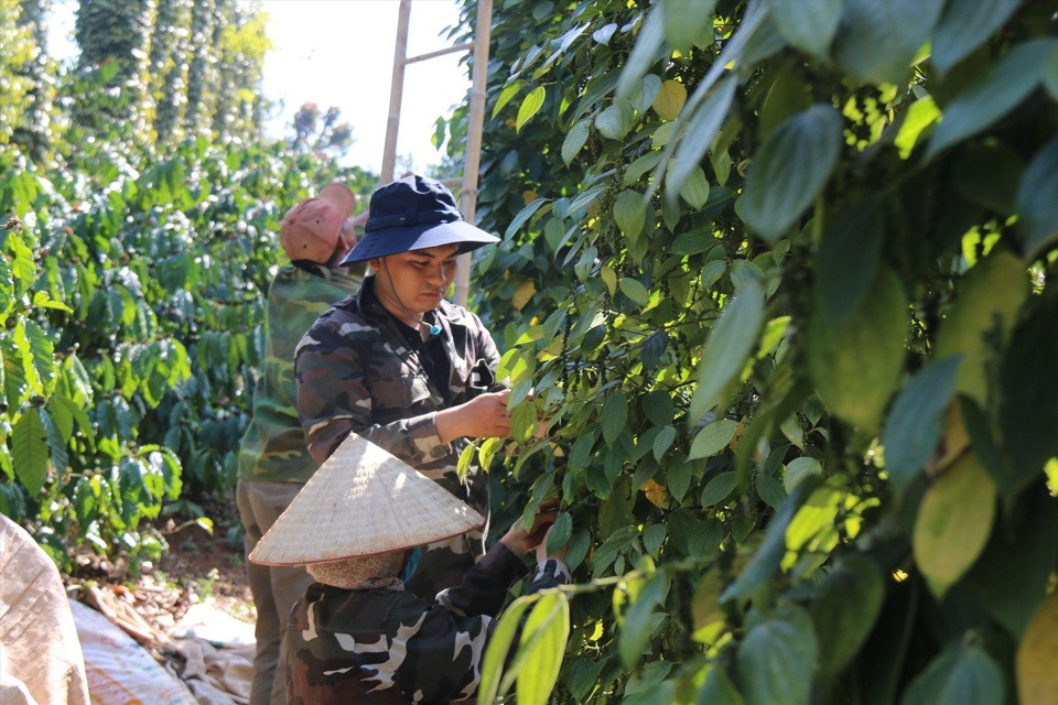 Giá tiêu hôm nay 10/7: tăng 2 ngày liên tiếp, cao nhất ở Đắk Lắk - Đắk Nông 