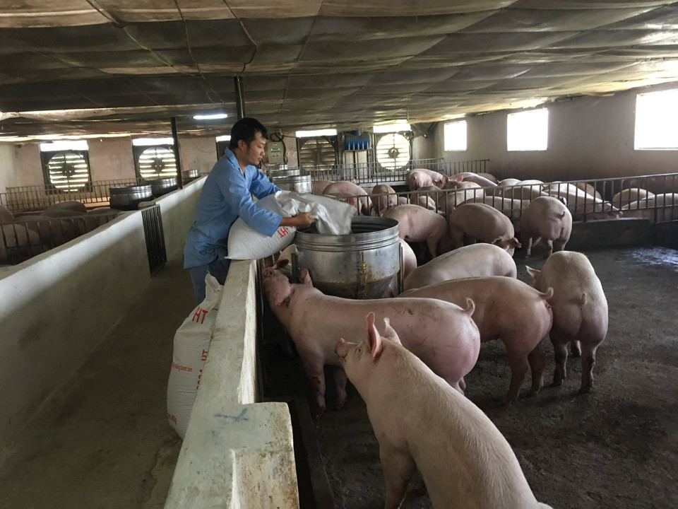 Chăn nuôi lợn trang trại khép kín giúp kéo giảm chi phí đầu vào. Ảnh minh họa