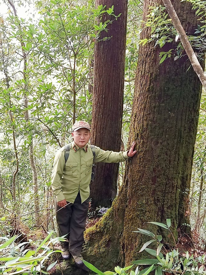 Một gốc cây Pơ mu trên 100 tuổi ở xã Chế Tạo, huyện Mù Cang Chải. Ảnh: Báo Yên Bái