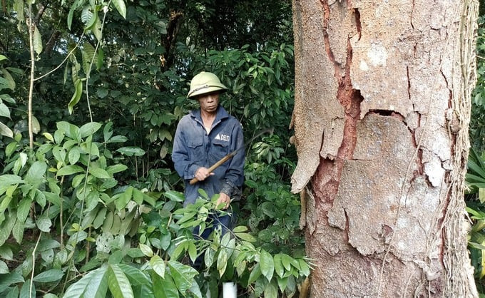 Rừng lim được người dân và chính quyền bảo vệ nghiêm ngặt suốt hơn 1 thế kỷ. Ảnh: Báo Lao Động