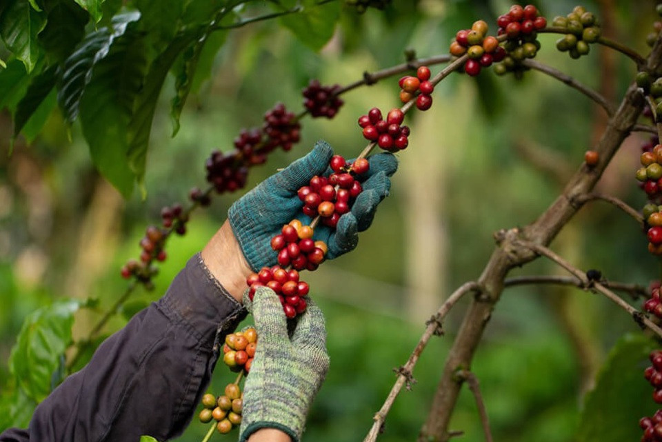 Giá cà phê hôm nay 12/7: đồng loạt tăng, Robusta tiến gần mốc cao kỷ lục 