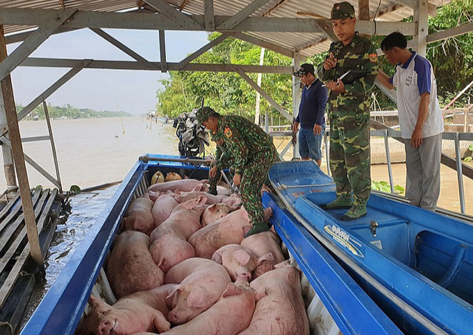 Giá heo hơi hôm nay 13/7/2024: giảm nhẹ 1.000 đồng/kg trên cả 3 miền. Ảnh minh họa.