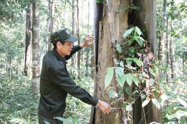 Những gốc gỗ trắc được bảo vệ nghiêm ngặt. Ảnh: Báo Thanh Niên