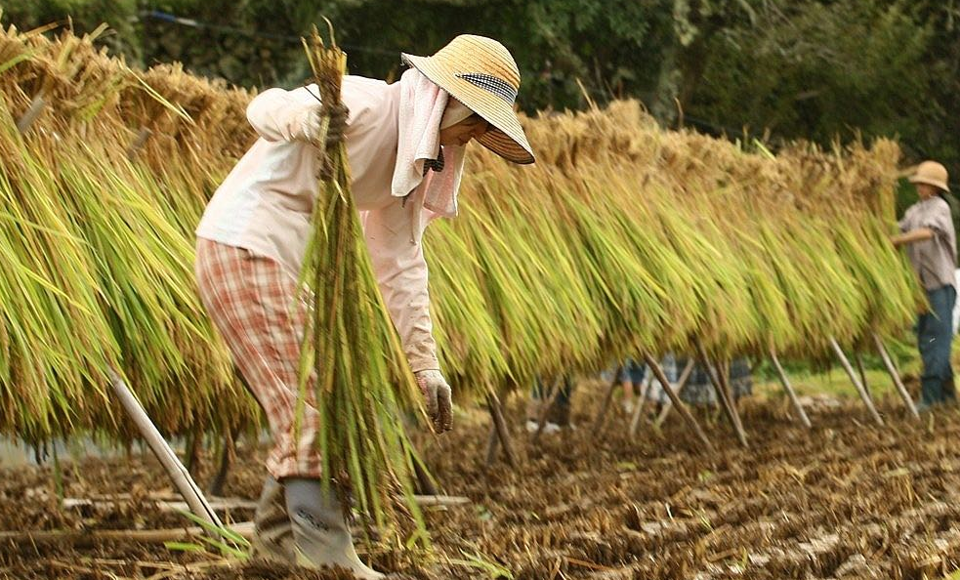 Giá lúa gạo hôm nay 16/7/2024: giá gạo ít biến động. Ảnh minh họa.