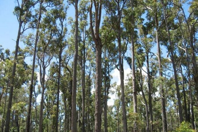 Theo các nhà khoa học, cây bạch đàn (Eucalyptus marginata) có khả năng hấp thụ vàng, một kim loại quý hiếm, từ lòng đất. Ảnh: Internet