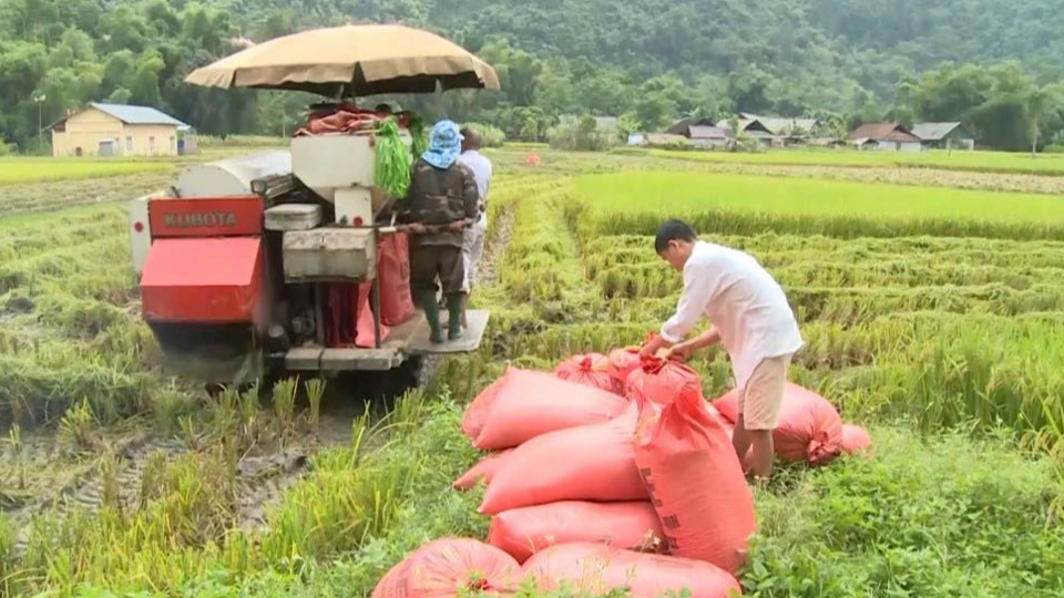 Giá lúa gạo hôm nay 17/7/2024: giá gạo xuất khẩu giảm. Ảnh minh họa.