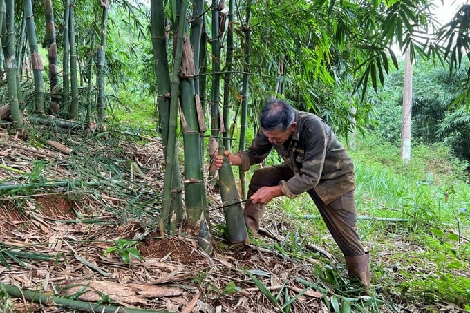 Gia đình ông Lê Minh Hoàng trồng khoảng 17ha tre bốn mùa để lấy măng. Ảnh: Internet